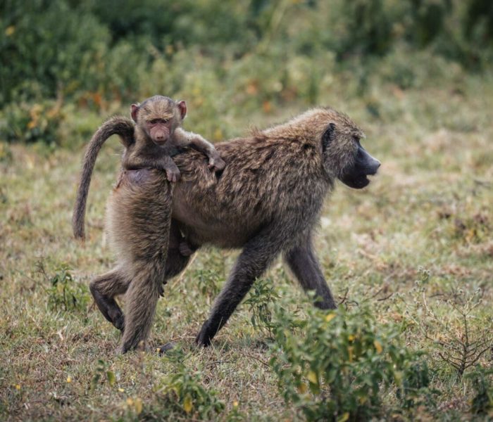 arusha np