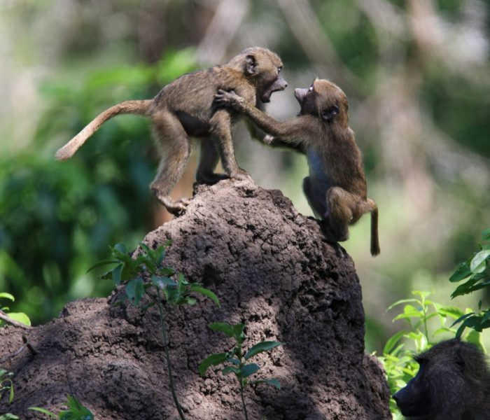 baboon