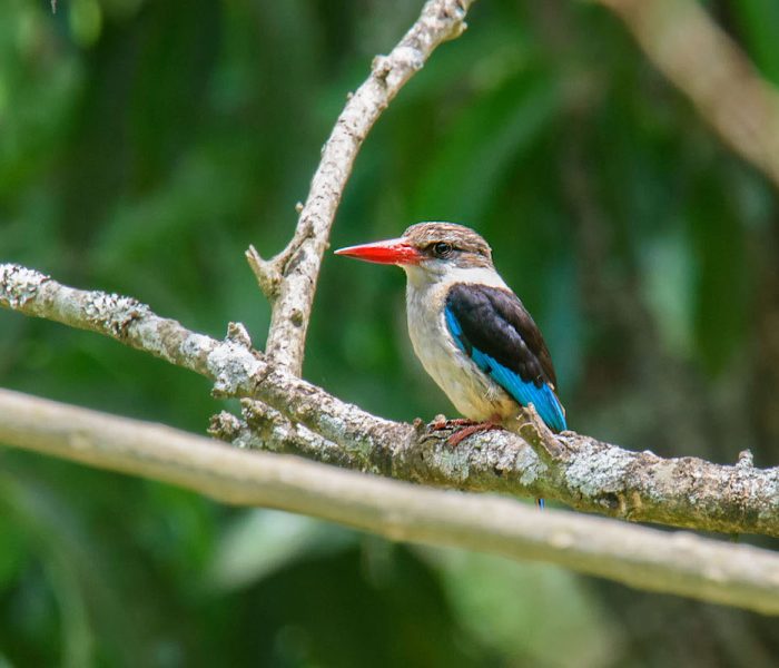 bird arusha