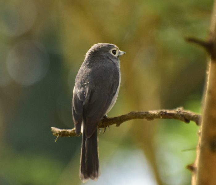 mahale bird