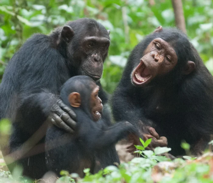 mahale chimp6