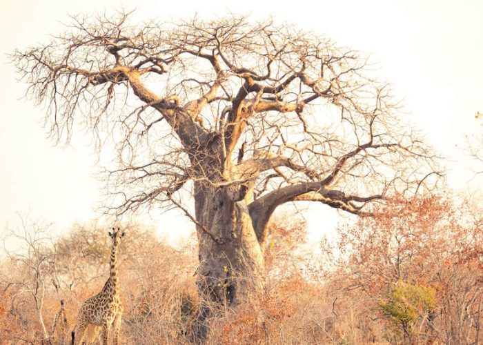ruaha11