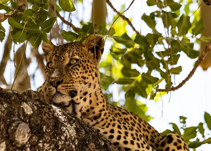 ruaha13