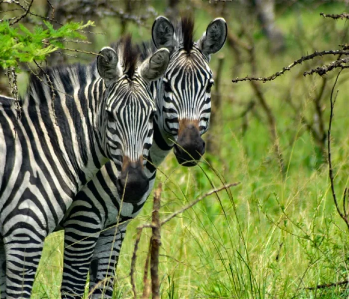 zebra arusha np